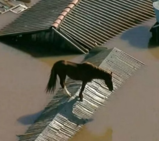 VOCS SE LEMBRAM DO CAVALO CARAMELO?