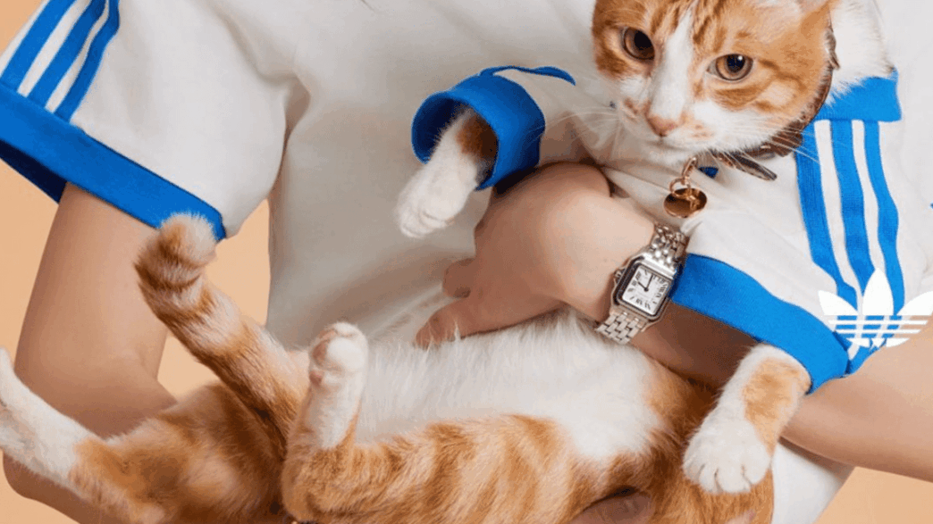 ADIDAS LANÇA COLEÇÃO DE ROUPAS E ACESSÓRIOS ESPORTIVOS PARA PETS