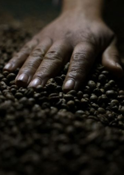 CHINA HABILITA 183 EXPORTADORAS BRASILEIRAS DE CAF