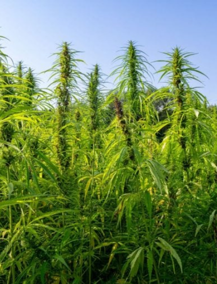 CANNABIS PROMETE LUCRO DE R$ 23 MIL POR HECTARE, 11 VEZES MAIS QUE A SOJA